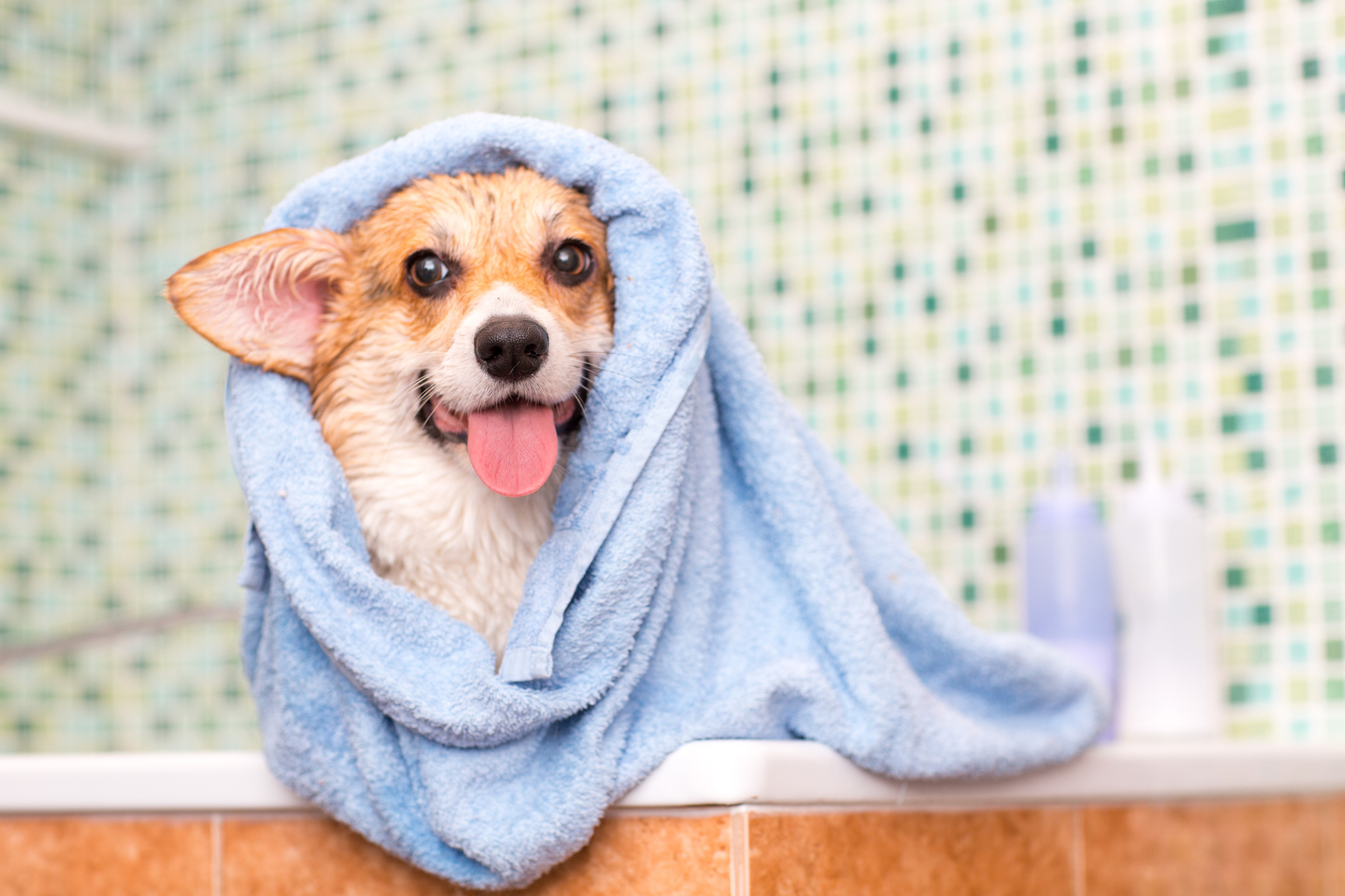 Freshly Bathed Dog